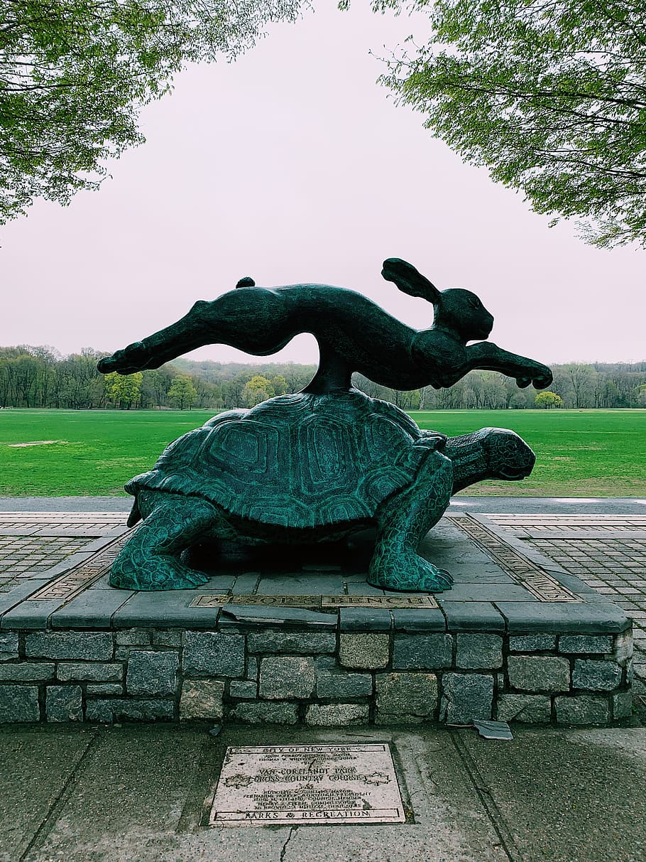 plant, grass, walkway, path, turtle, animal, reptile, sea life HD wallpaper