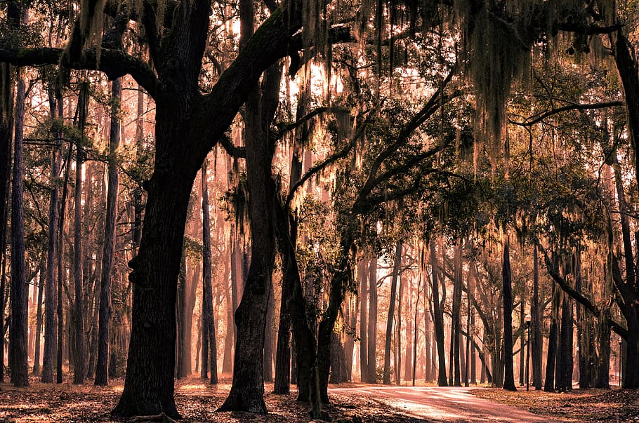 nature, trees, forest, landscape, mystical, path, autumn, mood HD wallpaper