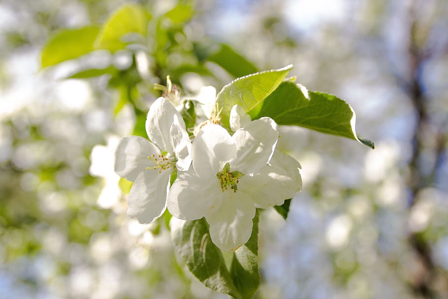 flowers, apple tree, kolomna, spring, nature, bloom, leaves HD wallpaper