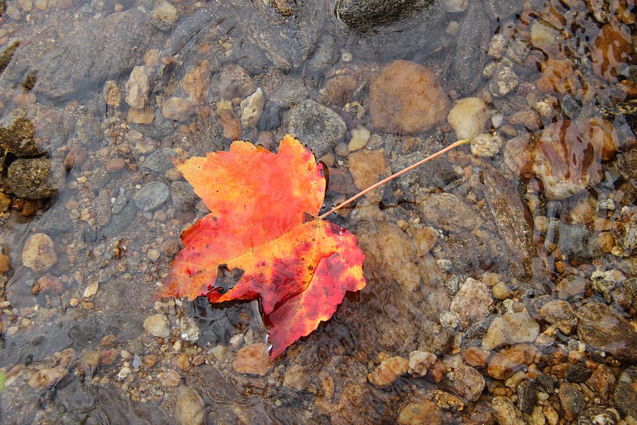 leaf, orange, red, yellow, nature, water, pebbles, fall, autumn HD wallpaper