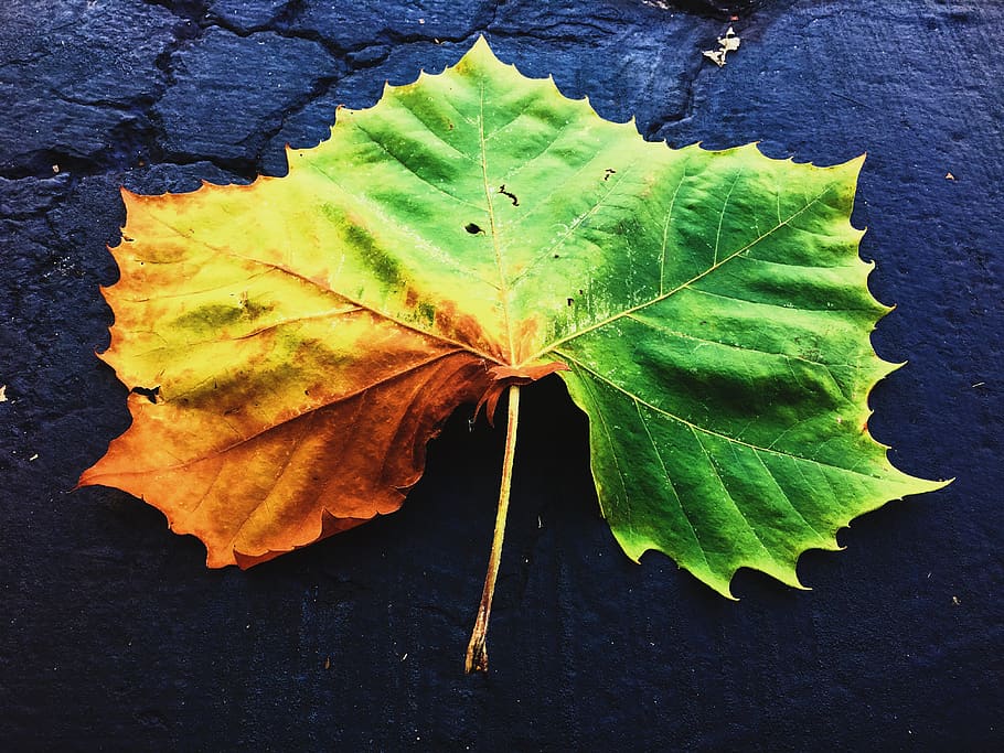 united states, naperville, maple leaf, fall, fall colors, orange HD wallpaper