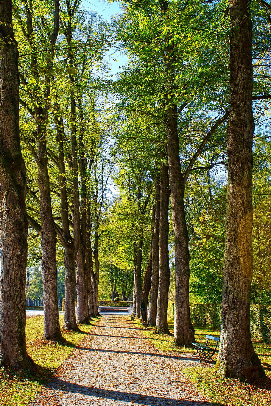 avenue, tree, away, nature, mood, autumn, atmosphere, leaves HD wallpaper