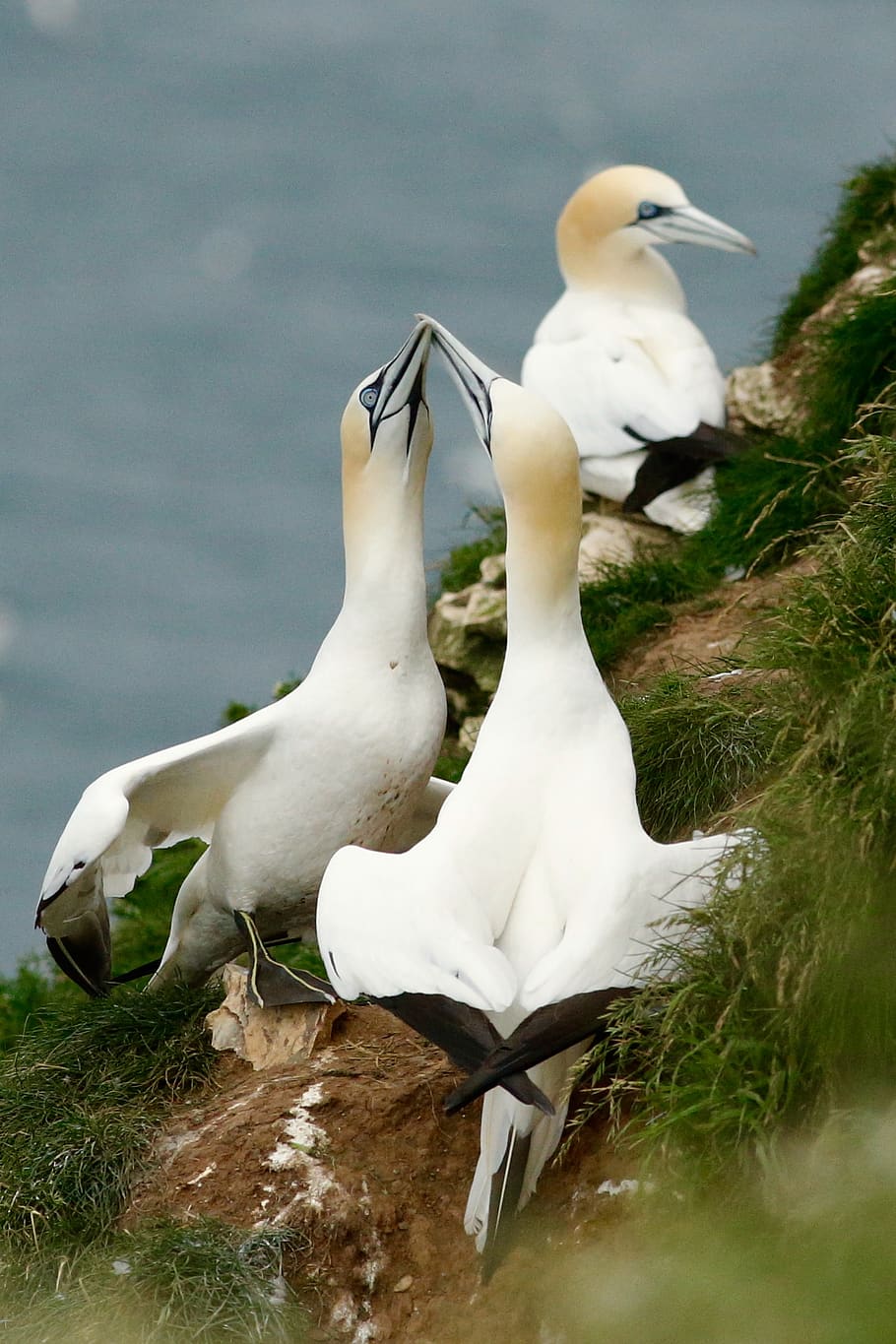 three white birds on grass, animal themes, animal wildlife, animals in the wild HD wallpaper