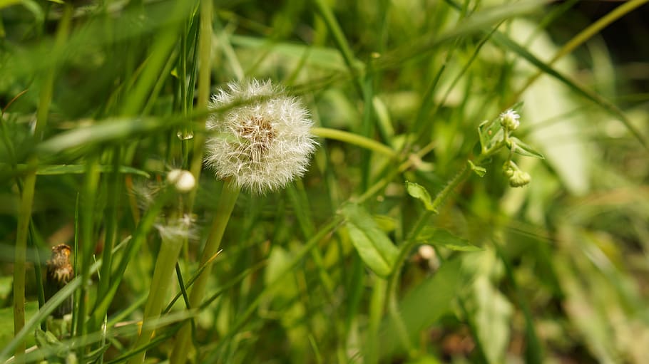 dandelion, wild flowers, spring, plant, growth, flowering plant HD wallpaper