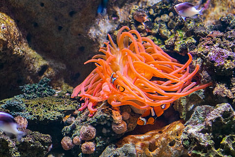 clown fish, outdoors, sea, nature, ocean, animal, sea life, reef HD wallpaper