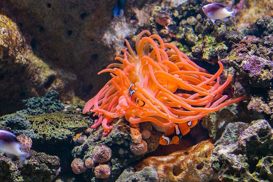 clown fish, outdoors, sea, nature, ocean, animal, sea life, reef HD wallpaper