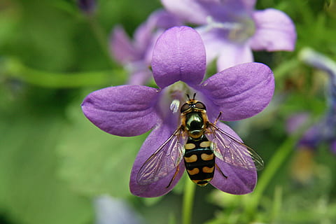 insect, hoverfly, blossom, bloom, macro, close up, wing, purple HD wallpaper