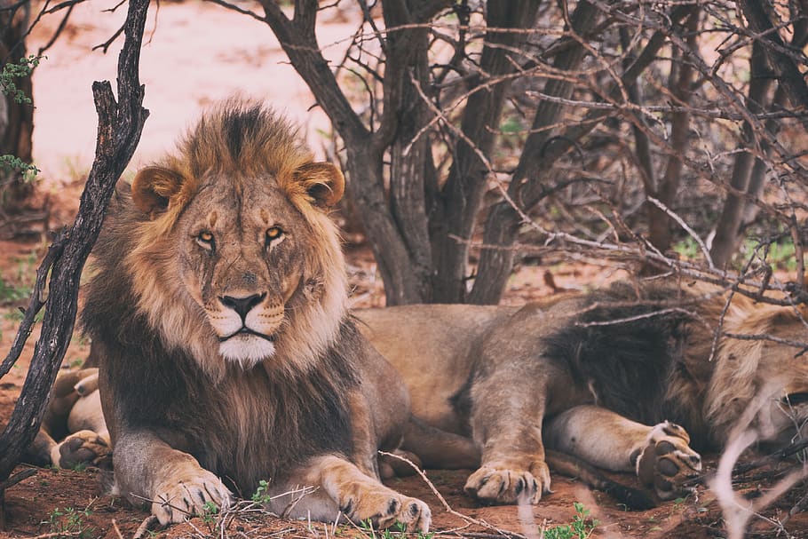 lion leaning on trees, mammal, feline, animal, lion - feline HD wallpaper