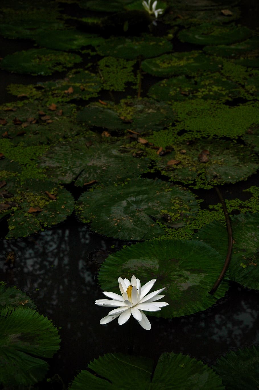 white flower, plant, blossom, lily, pond lily, outdoors, algae HD wallpaper
