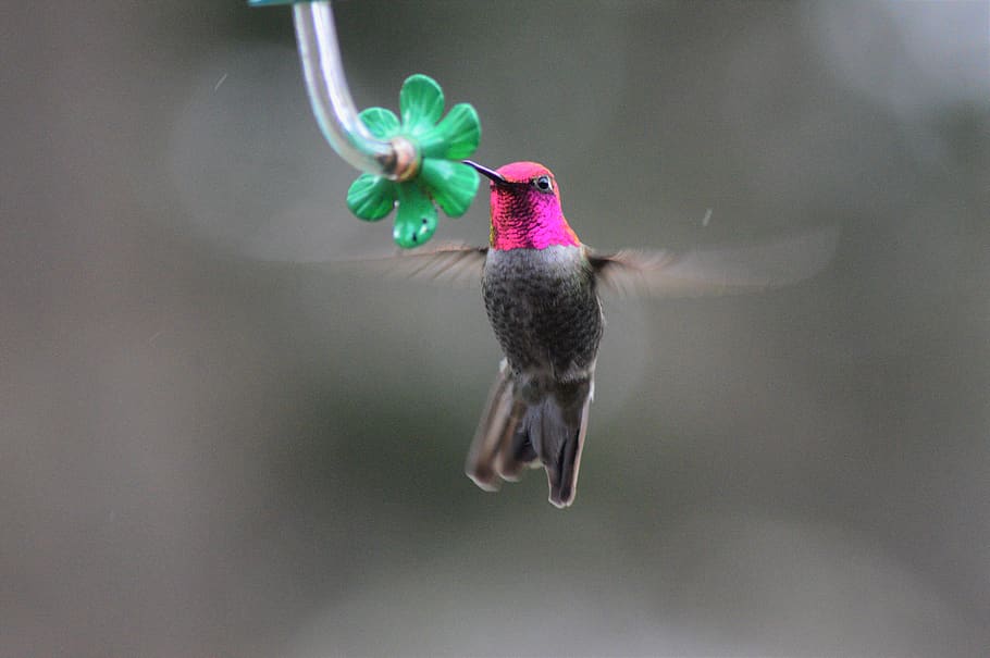 pink and gray hummingbird, animal, red, male annas hummingbird