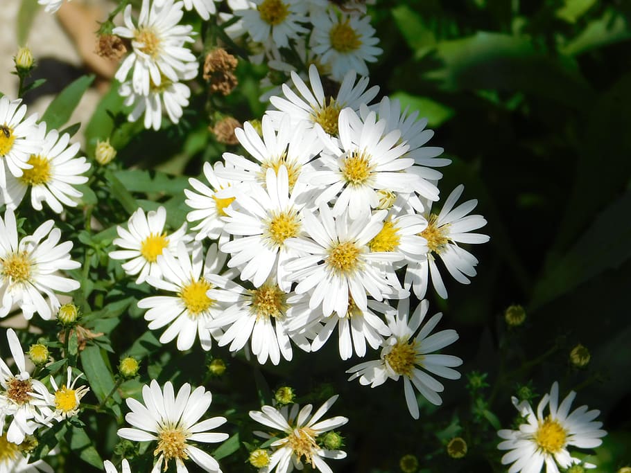 flores, flower, flowering plant, freshness, fragility, vulnerability HD wallpaper