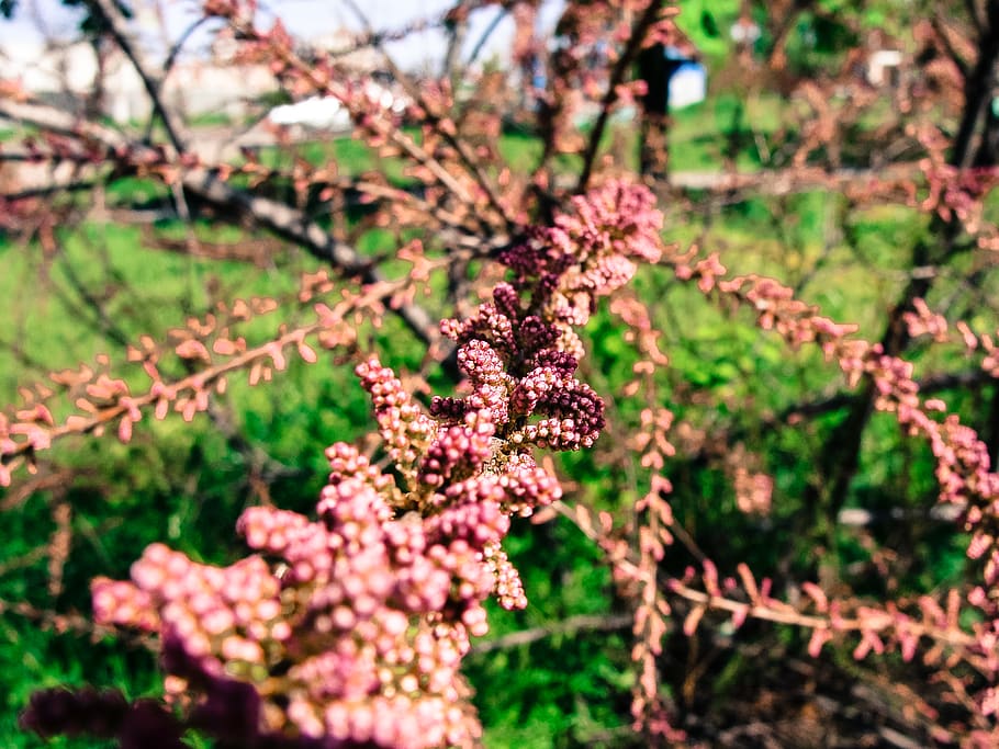 ukraine, hirnytskyi microdistrict, flower, plant, growth, flowering plant HD wallpaper