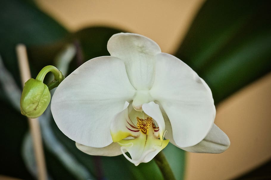 orchid, garden, flower, spring, plant, exotic, flora, bloom HD wallpaper