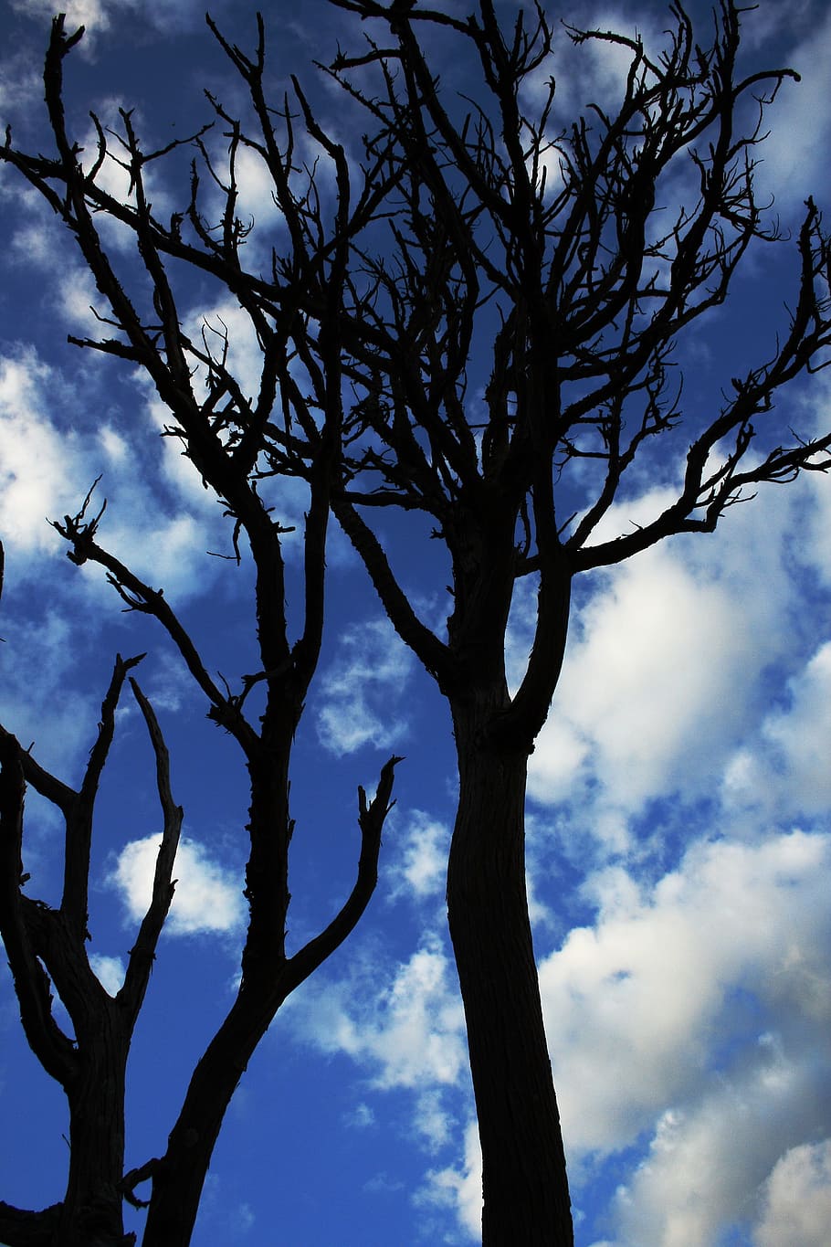 Dead Trees Under White Cloudy Blue Sky, branches, clouds, low angle photography HD wallpaper