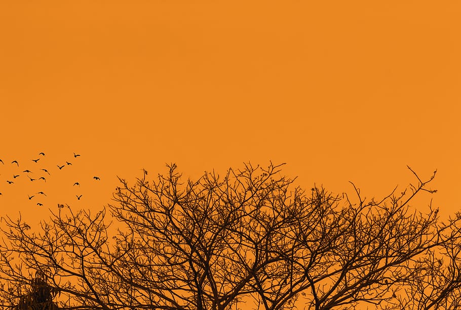 nature, tree, silhouette, fall, sunset, dawn, sky, evening HD wallpaper
