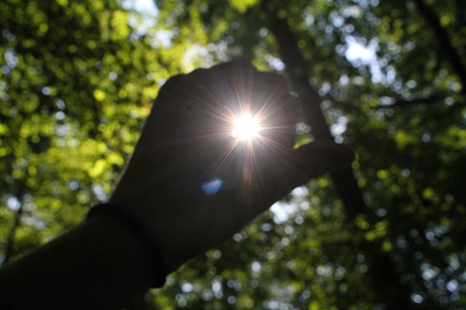 human body part, tree, human hand, lens flare, sunlight, plant HD wallpaper