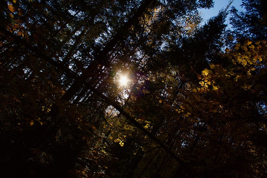 trees, forest, sunlight, yellow, fall, autumn, shadows, nature HD wallpaper