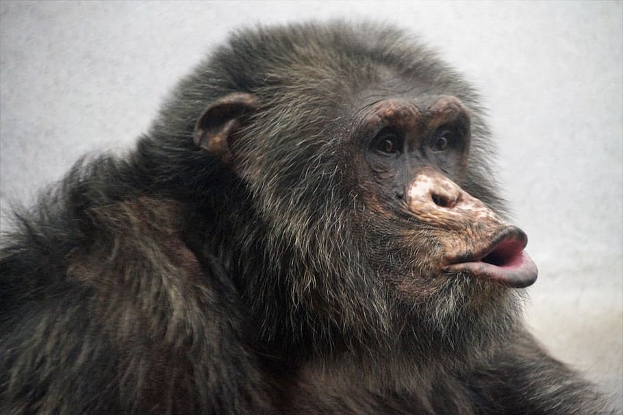 chimp, monkey, animal, mammal, primate, grimace, zoo, the zoological garden HD wallpaper