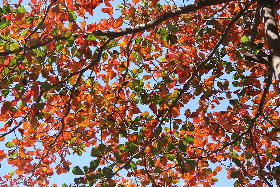 brasil, belo horizonte, leaf, leaves, bluesky, fall, coloful, HD wallpaper