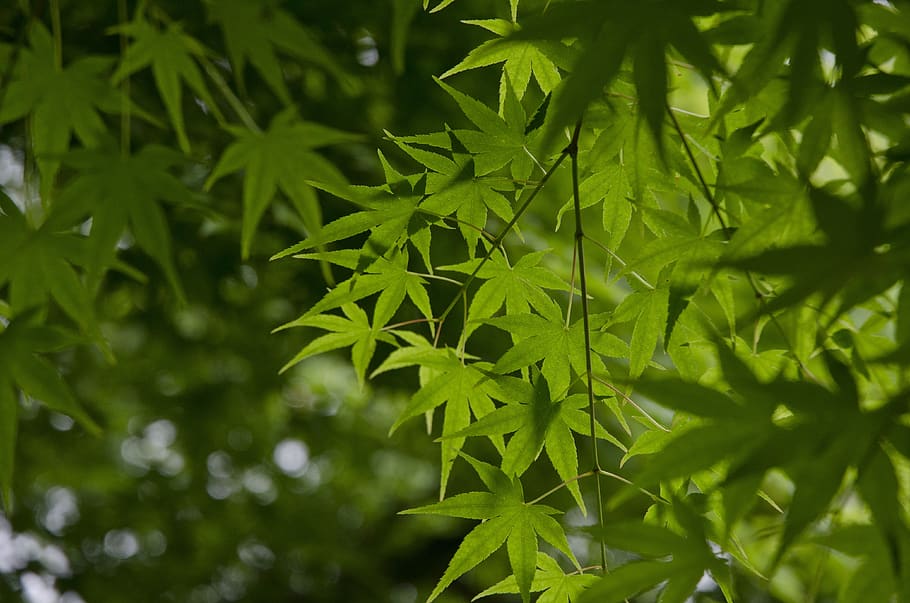 hangzhou, spring, maple, green, leaf, plant part, green color HD wallpaper