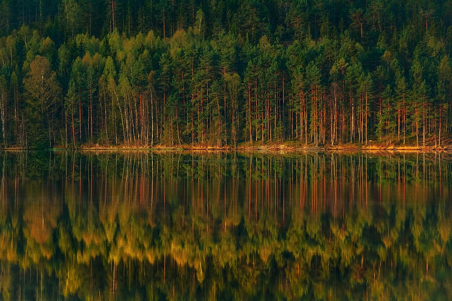 forest, lake, the stage, reflections, beautiful, green, summer HD wallpaper