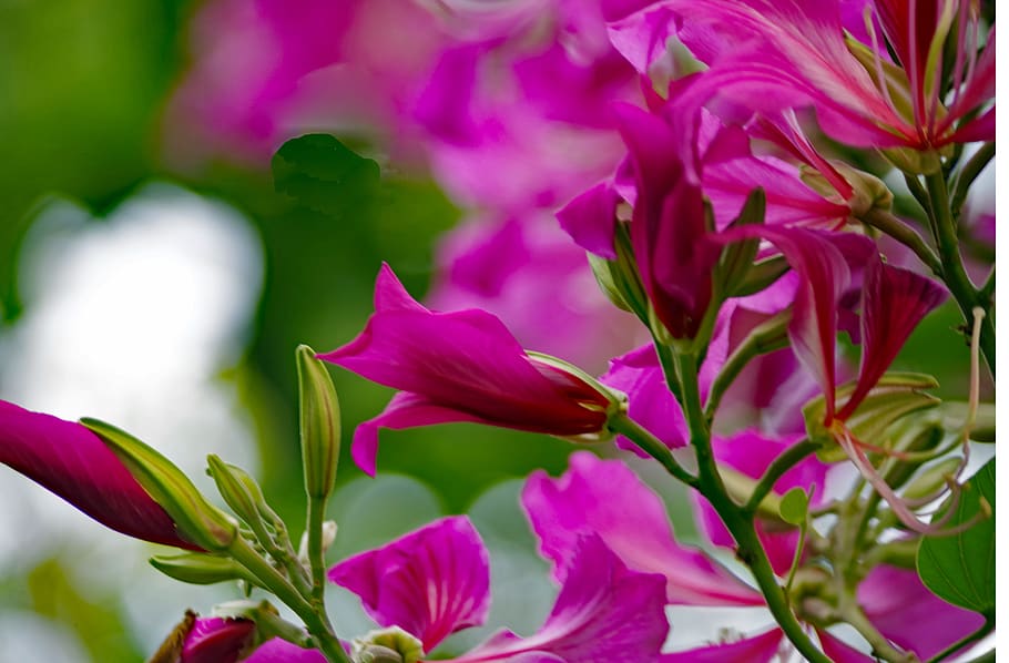azalea, flower, tree, nature, rhododendron, blossom, bloom HD wallpaper
