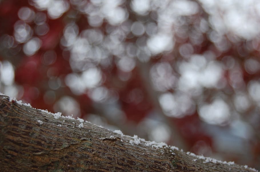 tree, branch, snow, winter, plant, white, leaf, flower, frost HD wallpaper