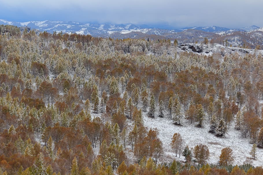 pine, efi, birch, forest, snow, winter, mountains, landscape HD wallpaper