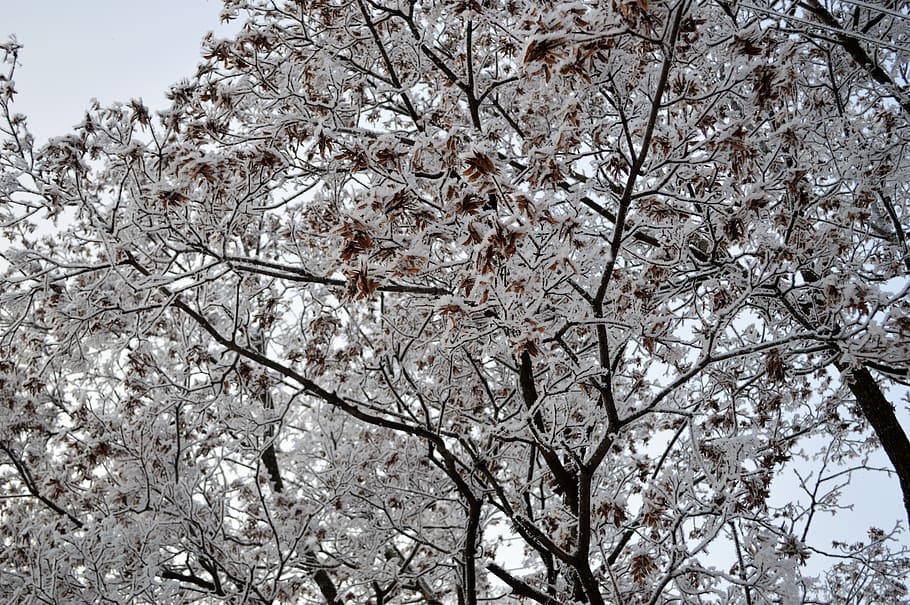 snow, winter, forest, tree, branch, plant, low angle view, flowering plant HD wallpaper