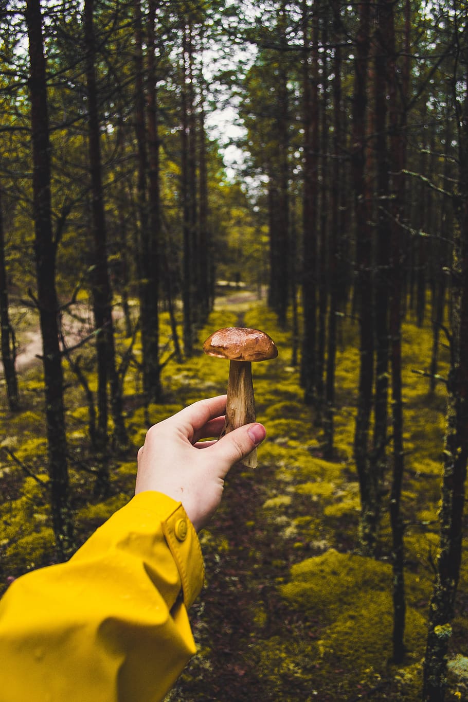 green, grass, tree, plant, nature, outdoor, travel, yellow HD wallpaper