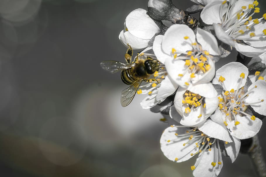 black white, yellow, bee, insect, blossom, bloom, nature, wing HD wallpaper