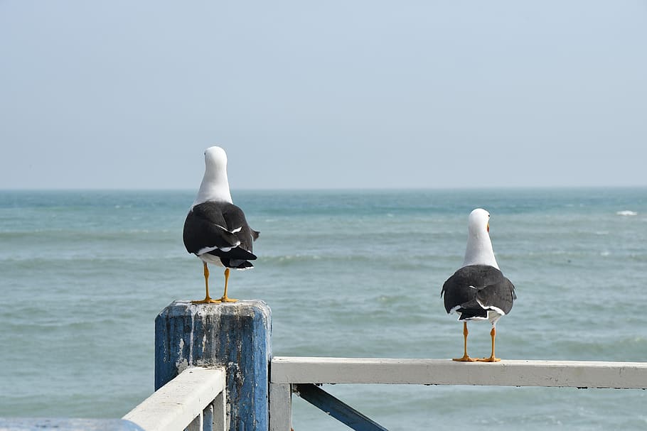 lima, birds, outlook, distant, animal world, sea, water, animal themes HD wallpaper