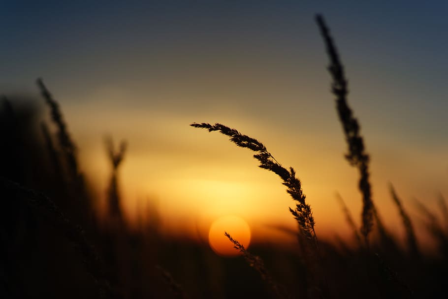 Silhouette of Grass during Golden Hour, backlight, backlit, dawn HD wallpaper
