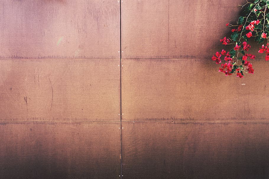 Red Flowers, fence, whitespace, flowering plant, wall - building feature HD wallpaper