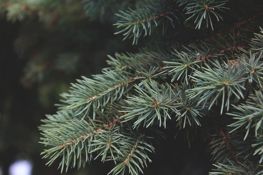 pine, nature, tree, green, forest, woods, plant, growth, green color HD wallpaper