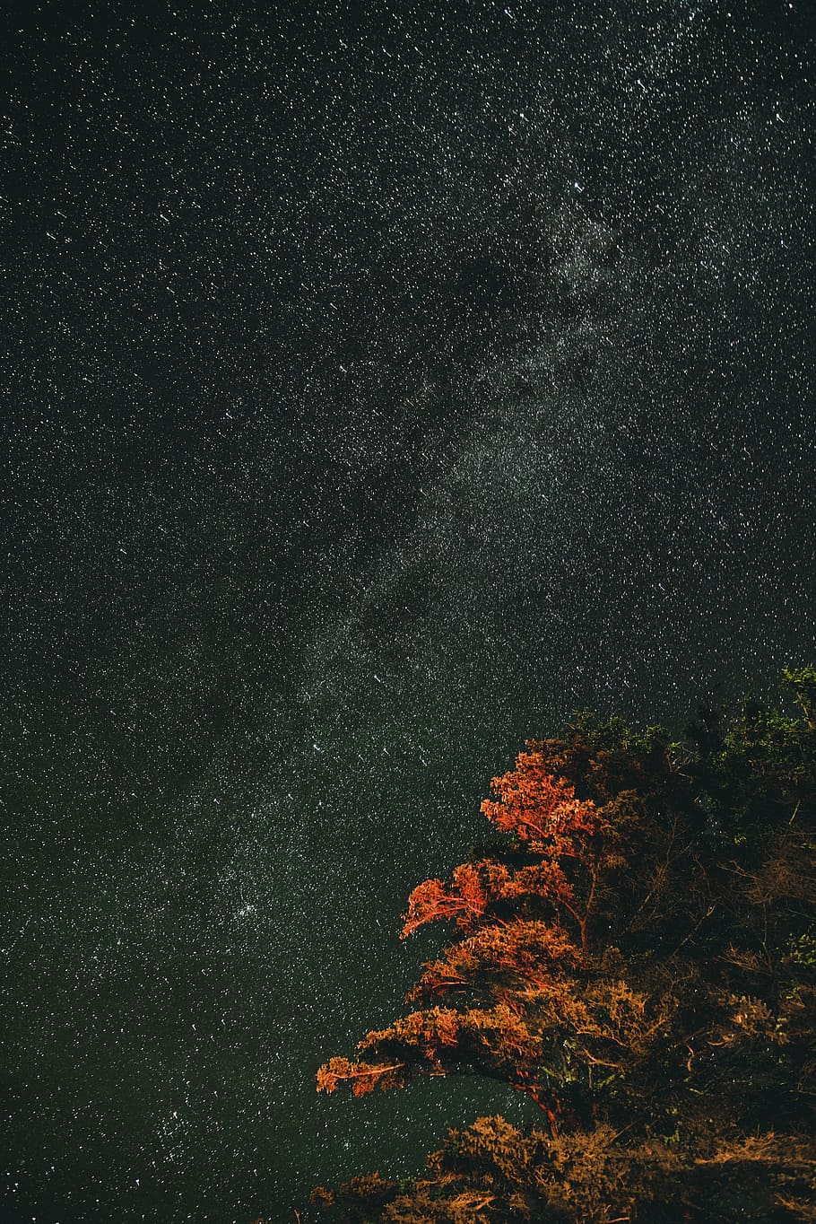 low-angle photography of stars, tree, sky, long exposure, astrophotography HD wallpaper