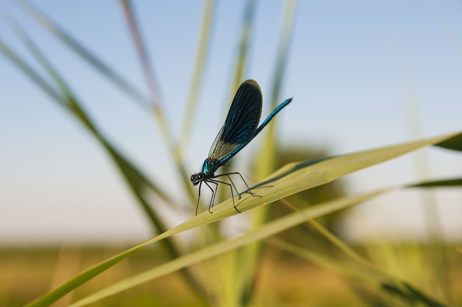 dragonfly, natural, insect, summer, river, animal wildlife HD wallpaper