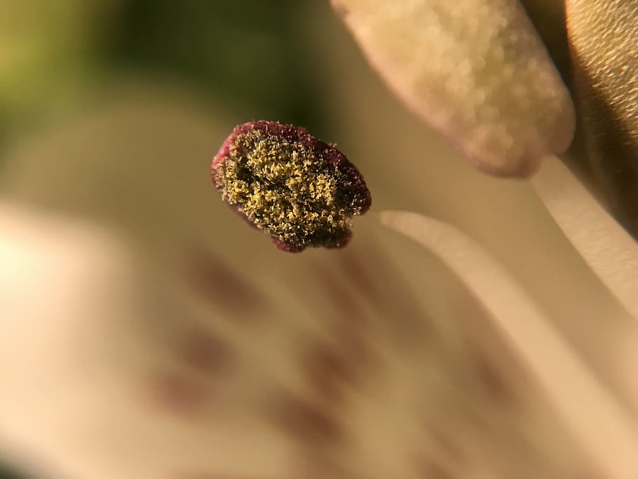pollen, stamen, flower, close-up, selective focus, no people HD wallpaper