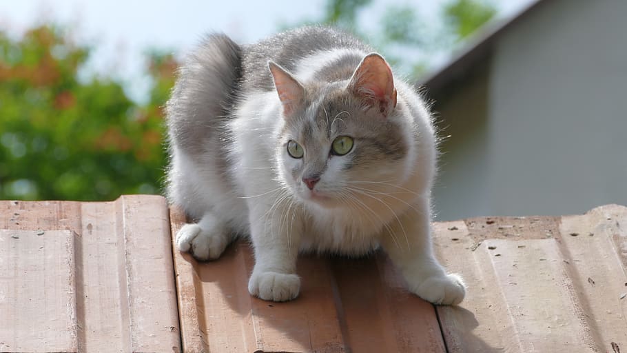 cat, tomcat, kitten, pet, favorite, dachowiec, szarobury, kitty HD wallpaper