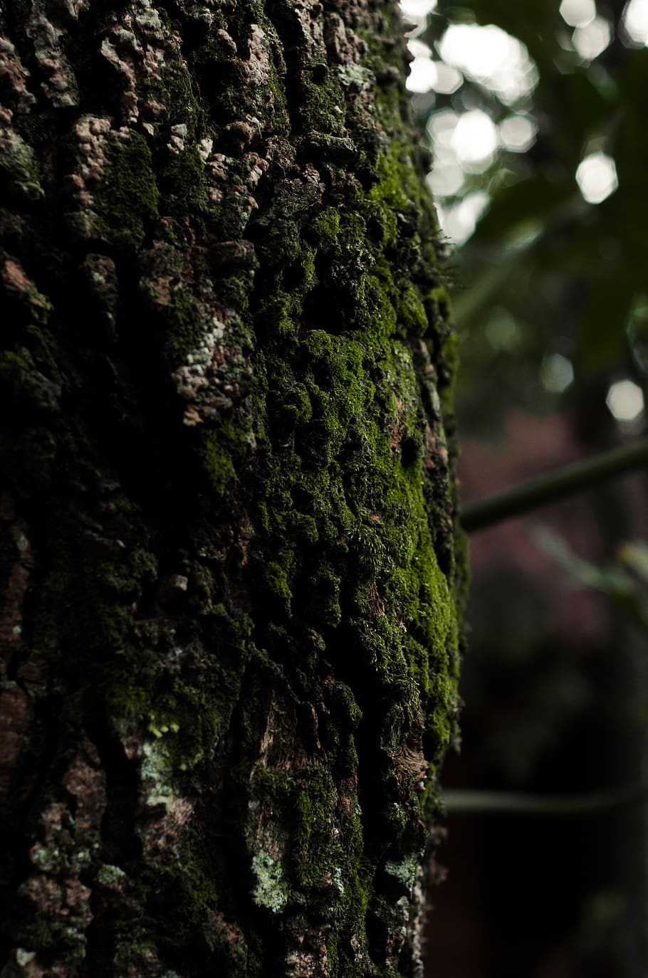 Moss On Tree Trunk, plant, focus on foreground, close-up, growth HD wallpaper