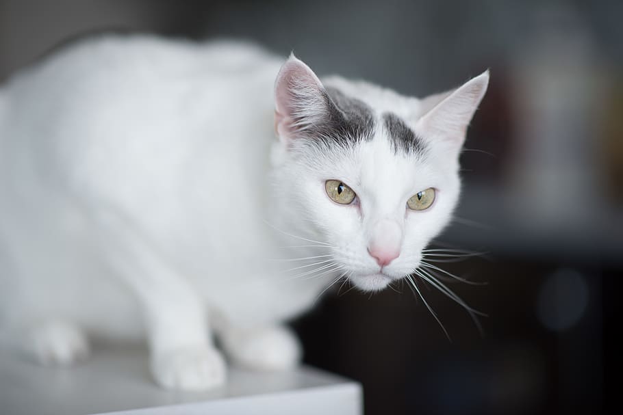 cat, domestic, pets, domestic cat, domestic animals, mammal HD wallpaper