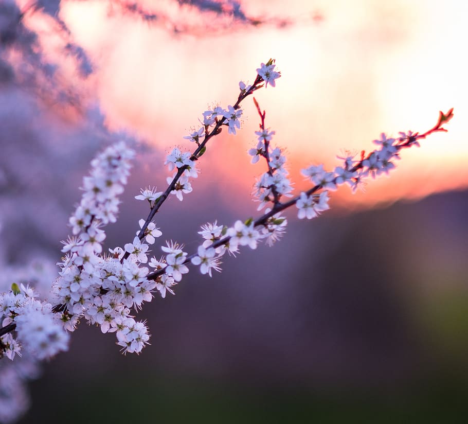 flower, nature, branch, tree, plant, spring, landscape, flowers HD wallpaper