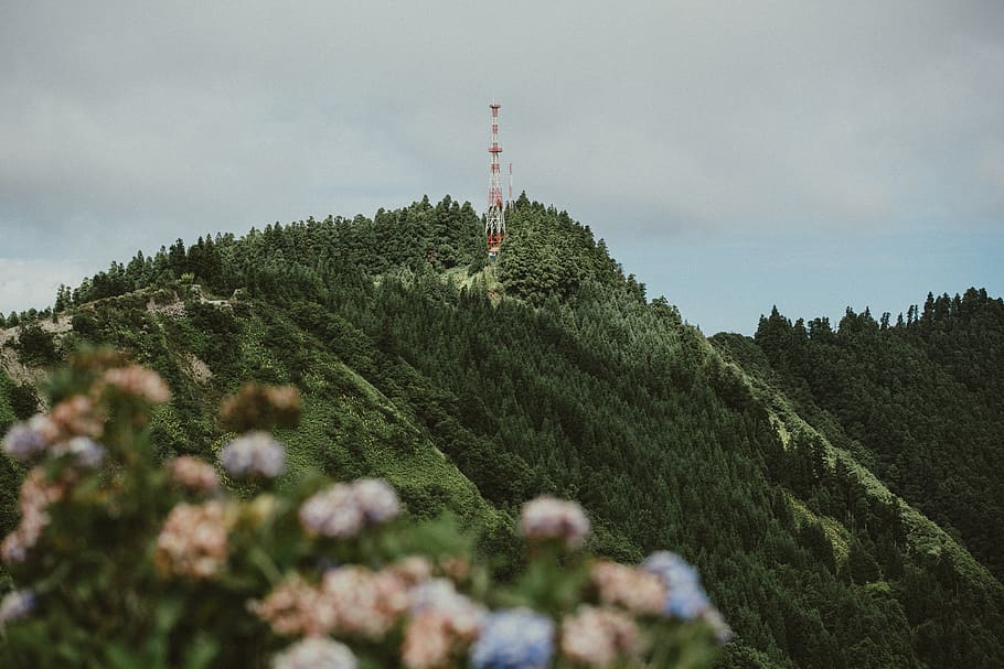 green mountain, plant, tree, conifer, flora, portugal, são miguel island HD wallpaper