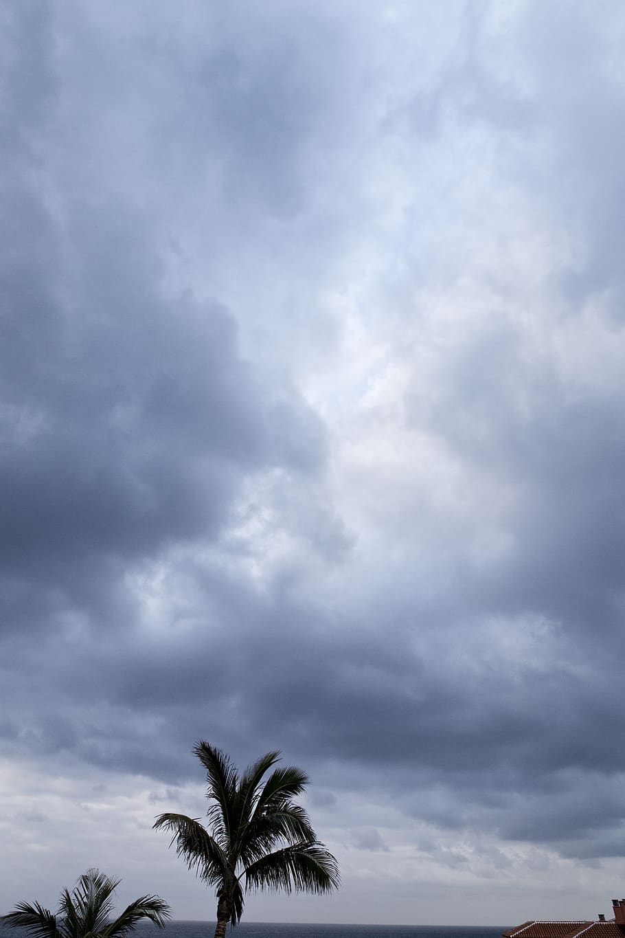 clouds, sea, cloud - sky, tropical climate, palm tree, plant HD wallpaper