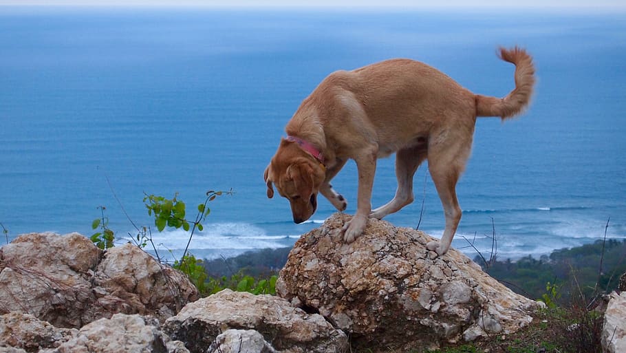 down, up, perched, good dog, top of the world, best friend HD wallpaper