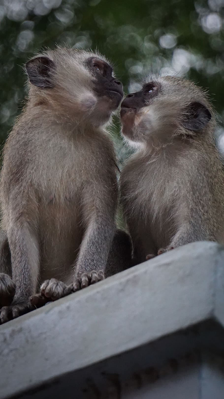 two white monkeys, group of animals, mammal, animal wildlife HD wallpaper