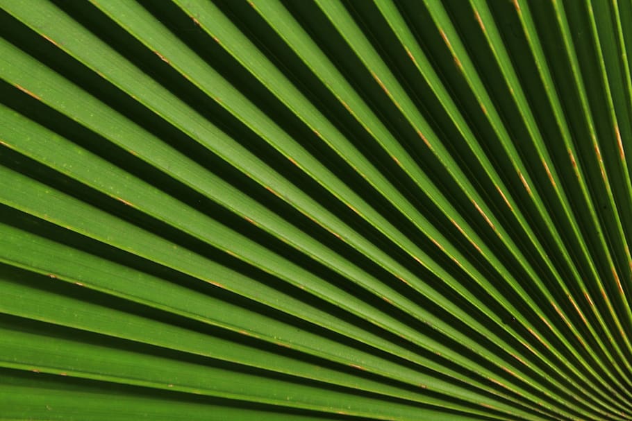 light, shadow, beautiful, focus, center, green, dark green HD wallpaper