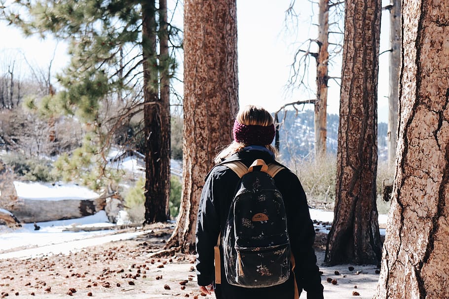 trees, forest, hiking, hike, snow, real people, rear view, plant HD wallpaper