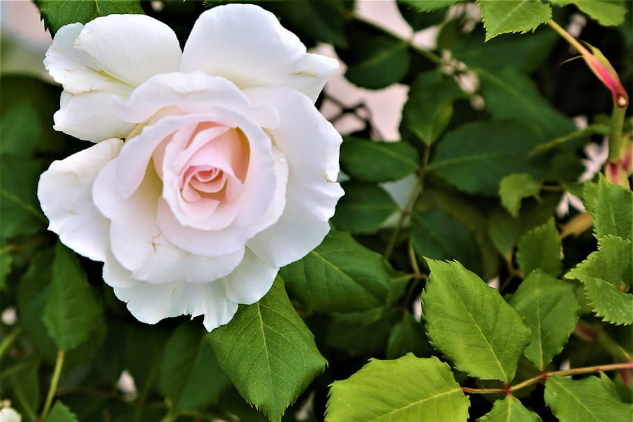 rose, white rose, spring, flower, nature, leaves, rosewood HD wallpaper
