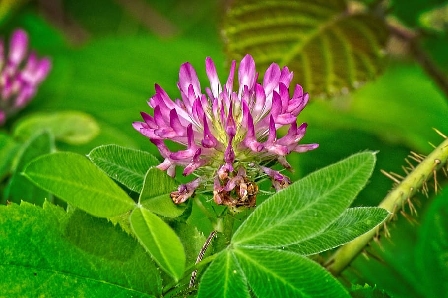 blossom, bloom, klee, medium clover, trifolium medium, fabaceae HD wallpaper
